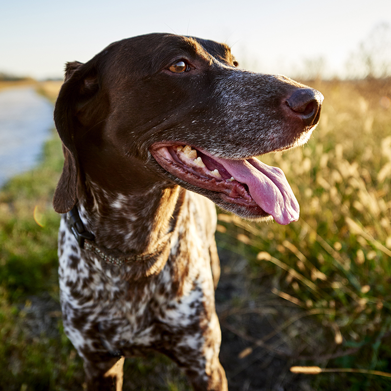 Rabies is becoming more common in wildlife in Boulder County, putting both humans and animals at risk for this deadly disease. Learn about rabies, who is at risk and how to protect yourself and your pets with tips from the Humane Society of Boulder Valley.