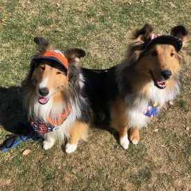 Shelties 2018