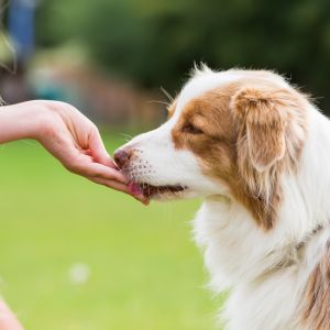 Perro y un mano